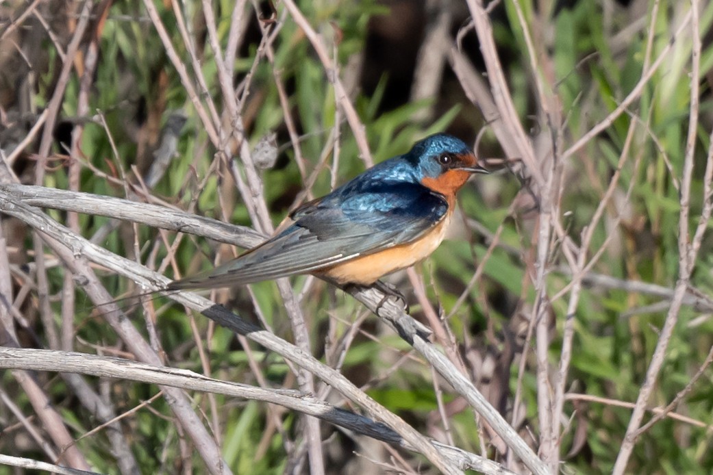 Barn Swallow - ML619126566