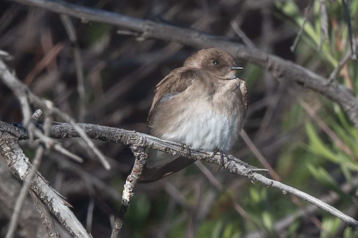 Northern Rough-winged Swallow - William Kelley