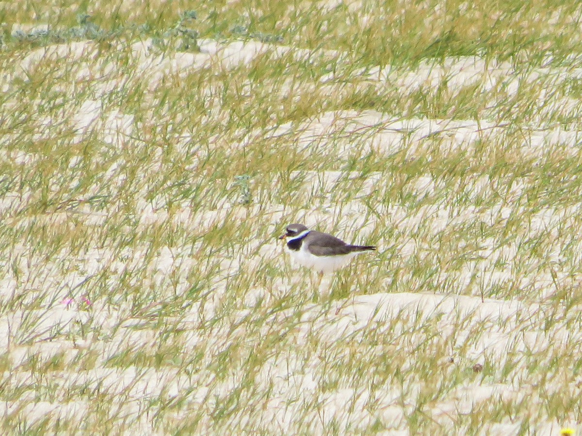 Common Ringed Plover - Cauã Menezes