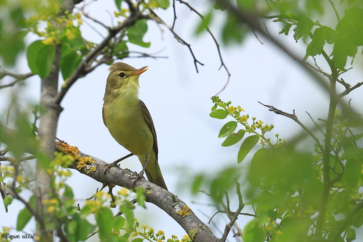 Melodious Warbler - ML619126619