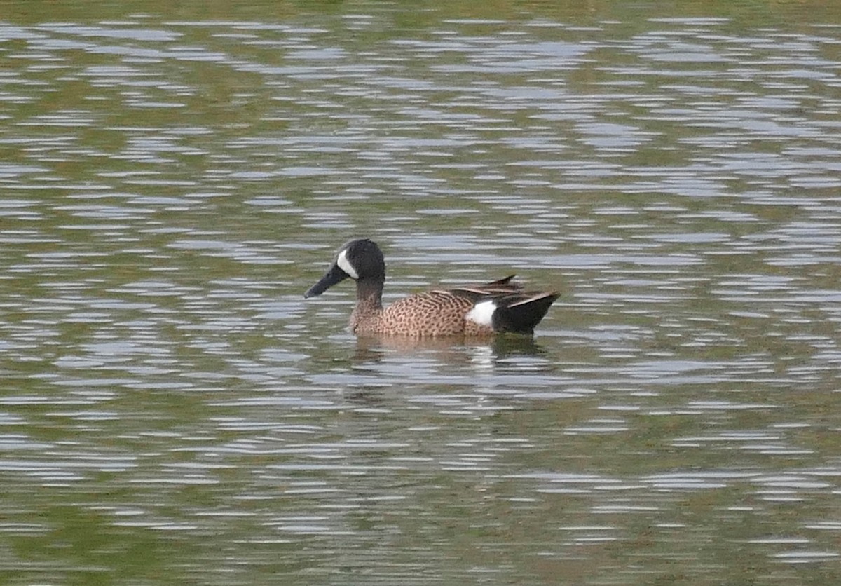 Blue-winged Teal - Ron Smith