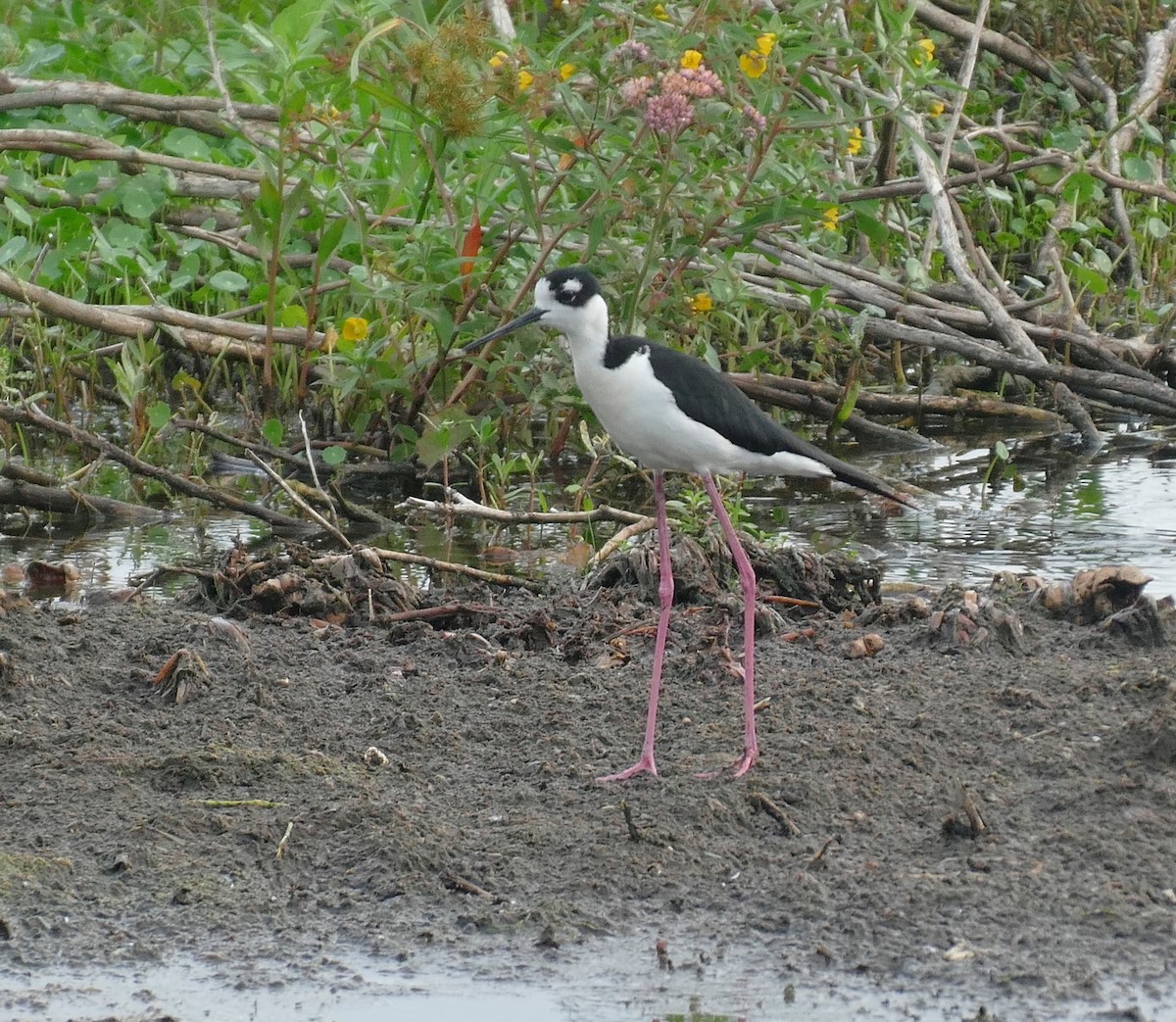 Black-necked Stilt - Ron Smith