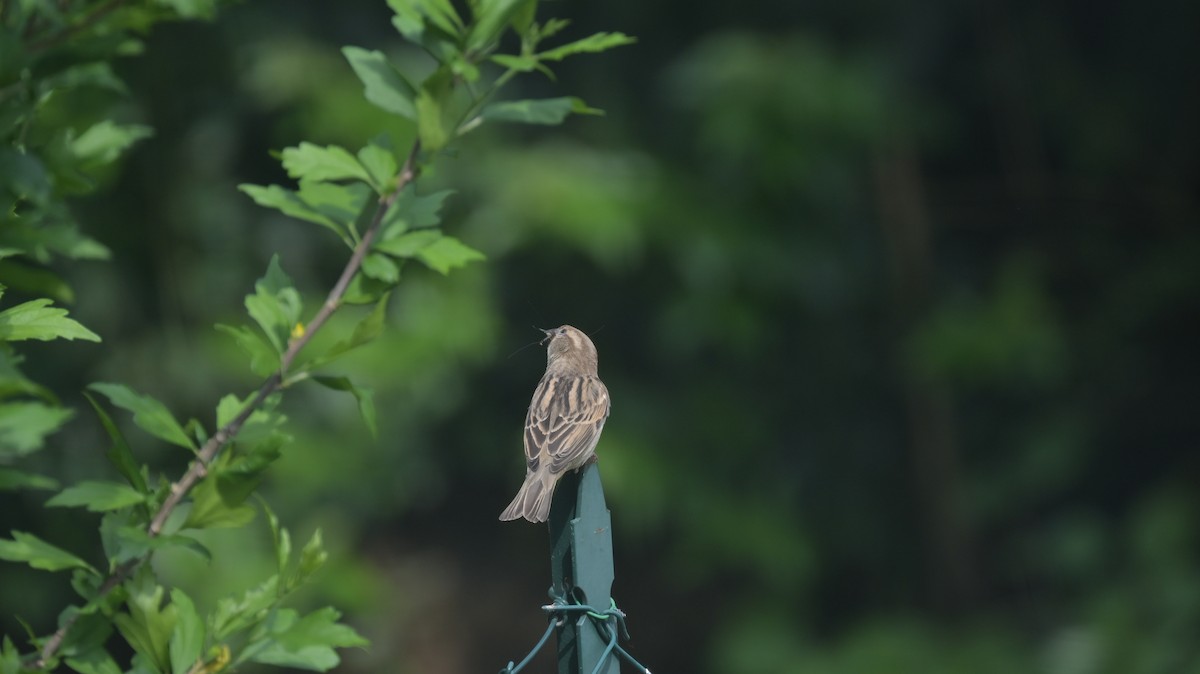 Italian Sparrow - Roberto Lupi