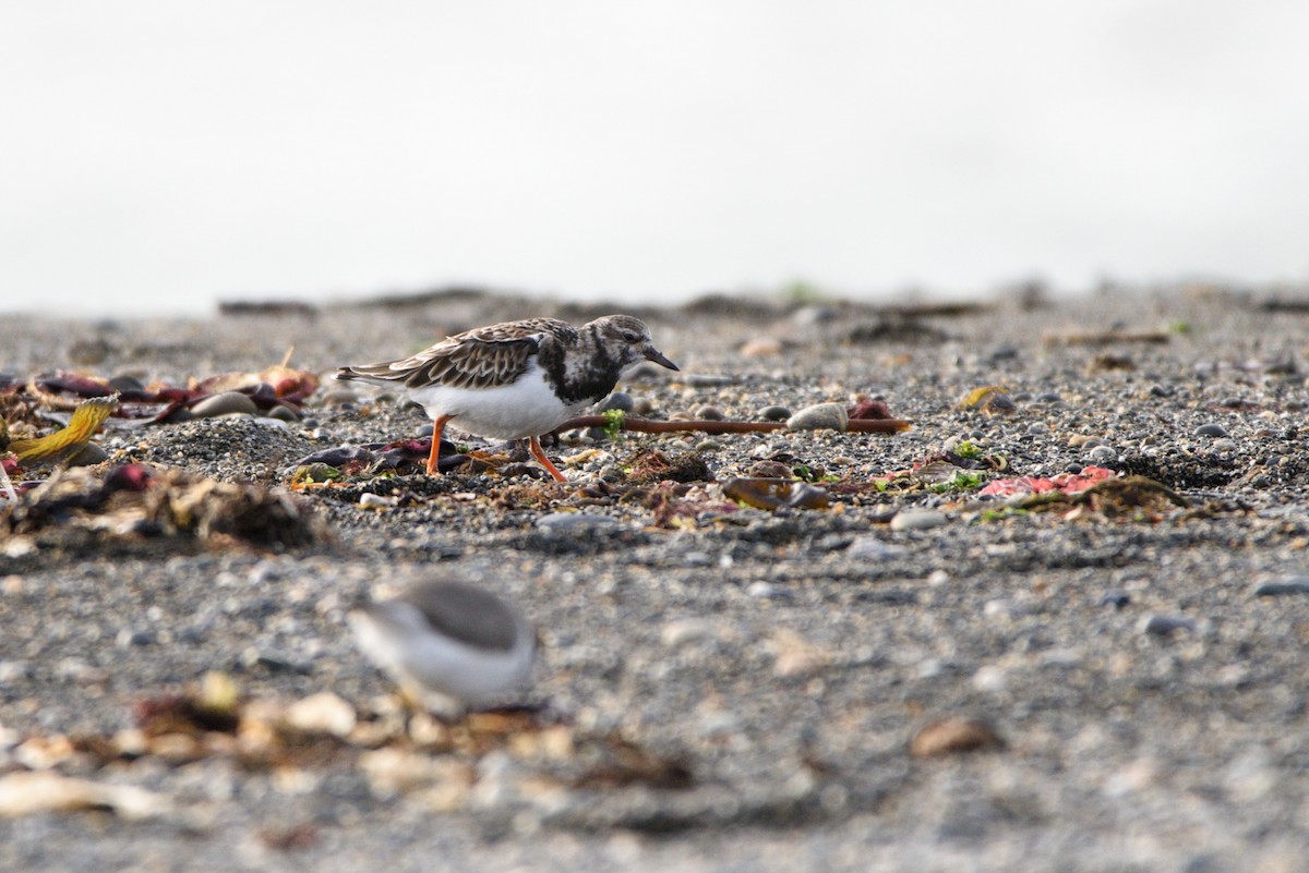 Ruddy Turnstone - ML619126642