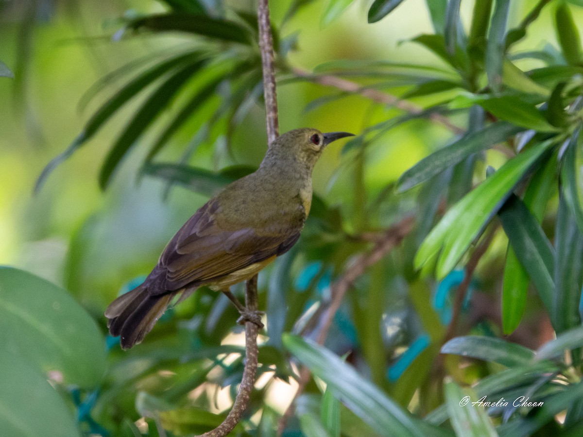 Brown-throated Sunbird - Amelia Choon