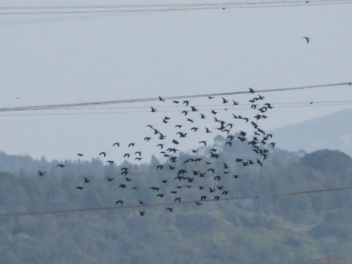 Glossy Ibis - Cauã Menezes