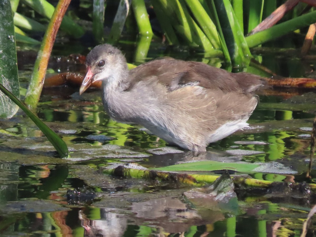 Common Gallinule - Michal Bardecki