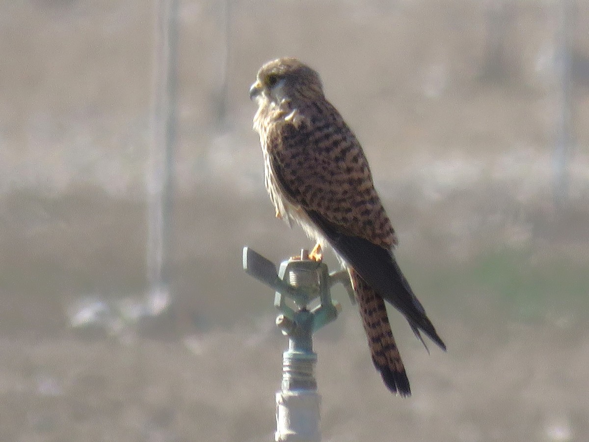 Eurasian Kestrel (Eurasian) - ML619126688