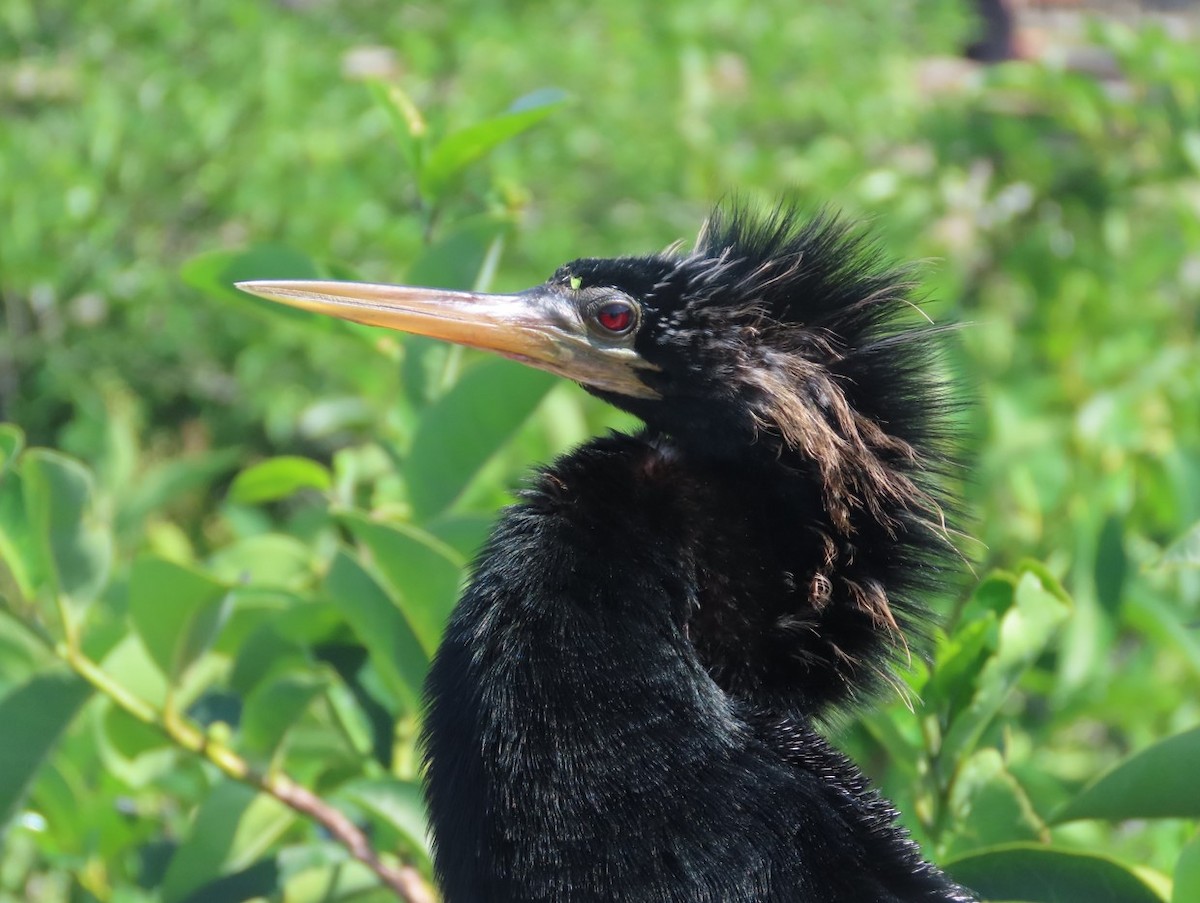 Anhinga - Michal Bardecki