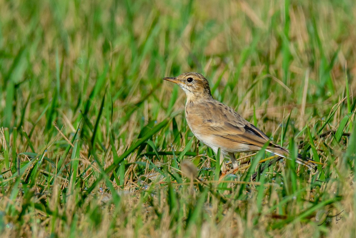 Paddyfield Pipit - ML619126719