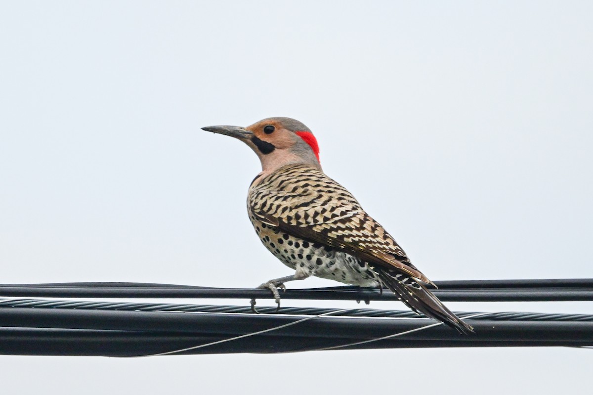 Northern Flicker - Serg Tremblay