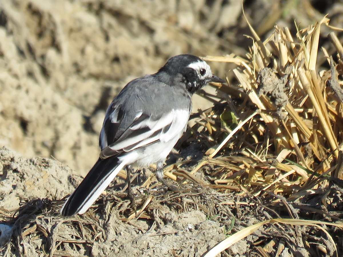 White Wagtail (Masked) - Stephen Taylor