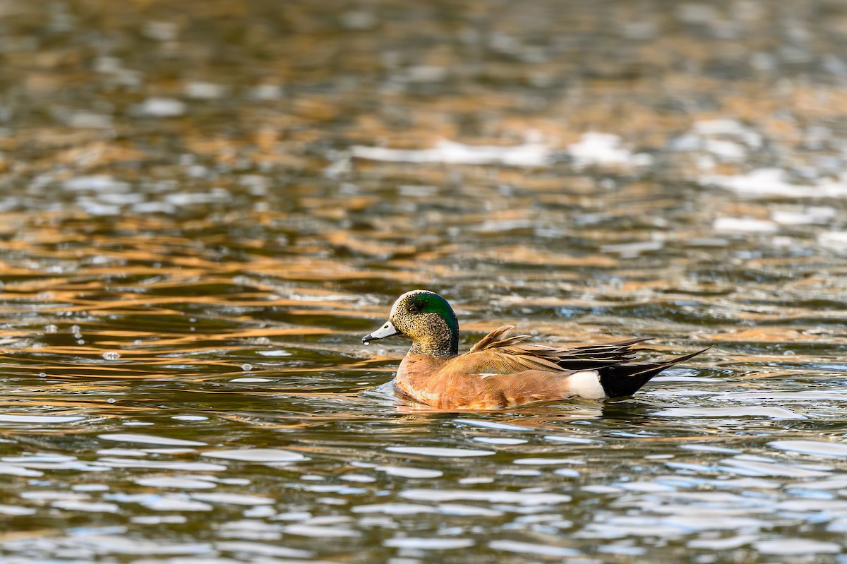 American Wigeon - ML619126753