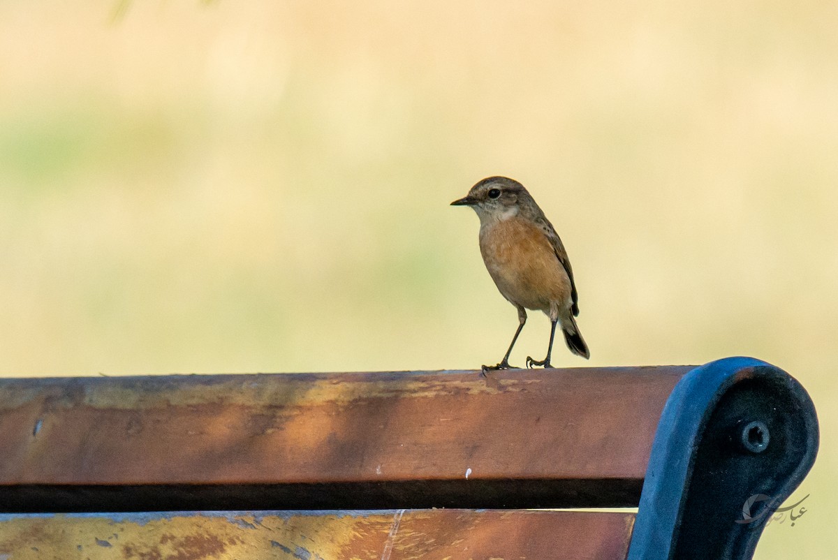 Siberian Stonechat - ML619126754