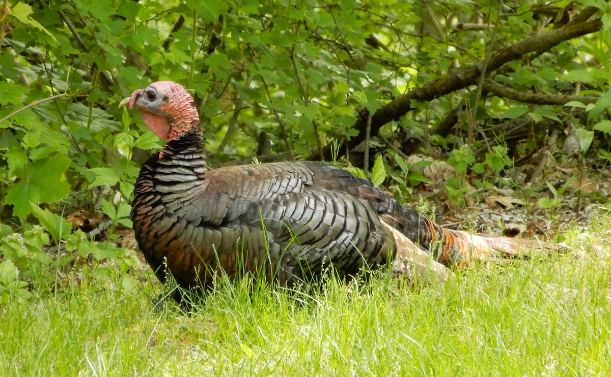 Wild Turkey - ML619126763