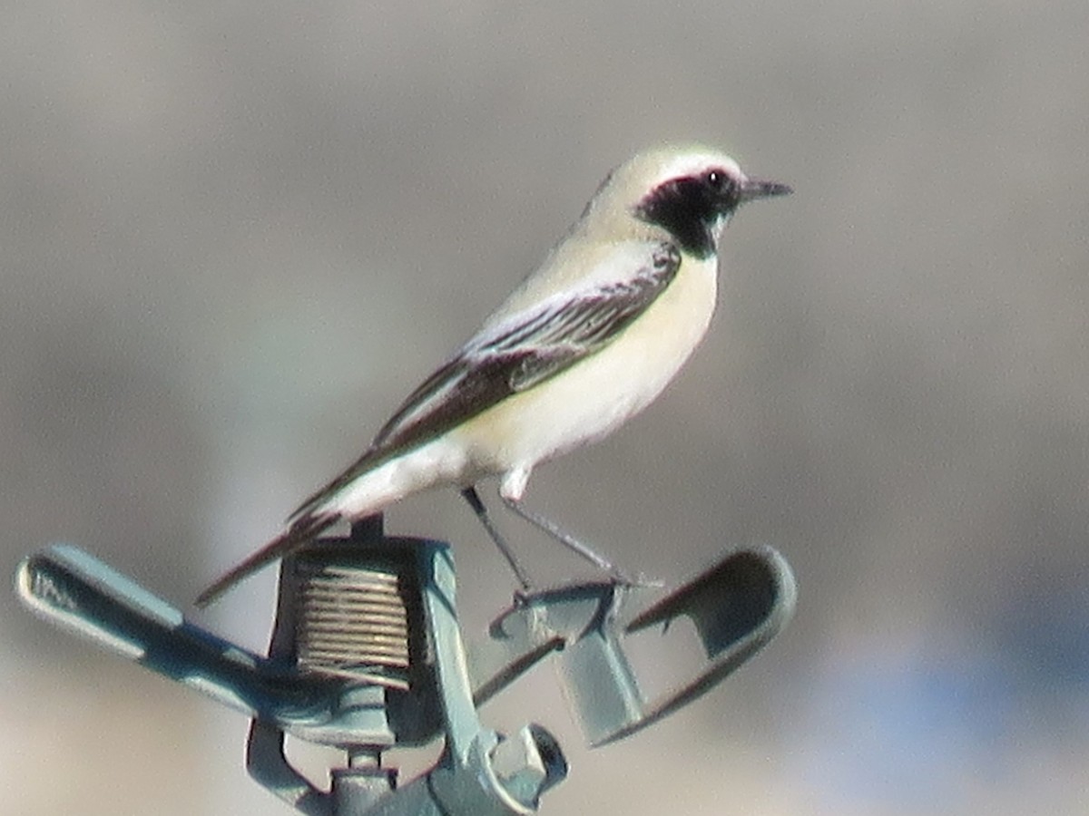 Desert Wheatear - ML619126765