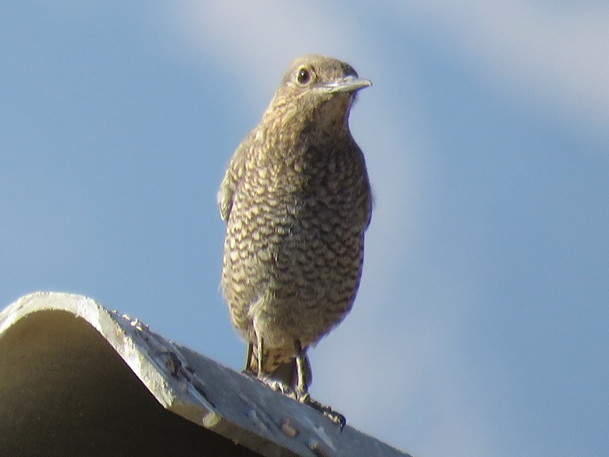 Rufous-tailed Rock-Thrush - ML619126774