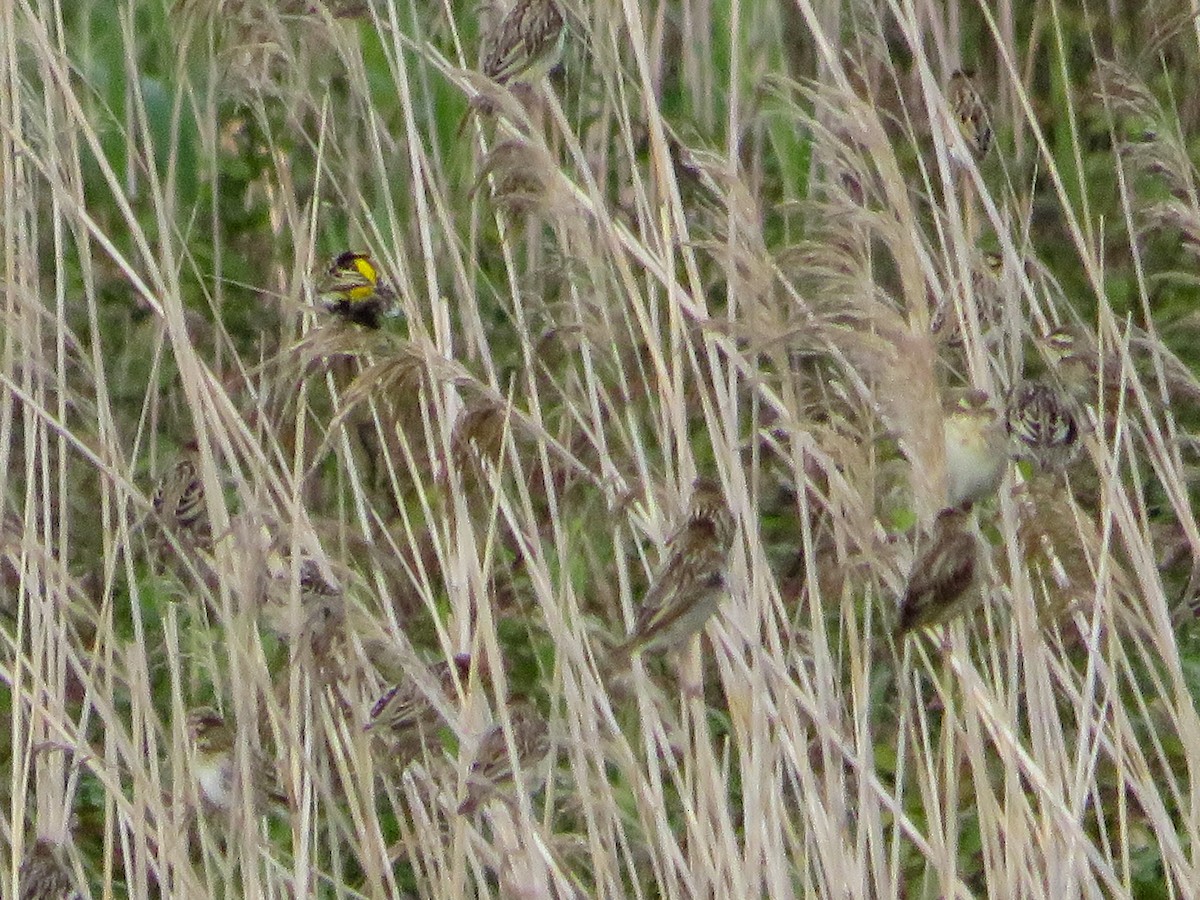 Yellow-crowned Bishop - ML619126775