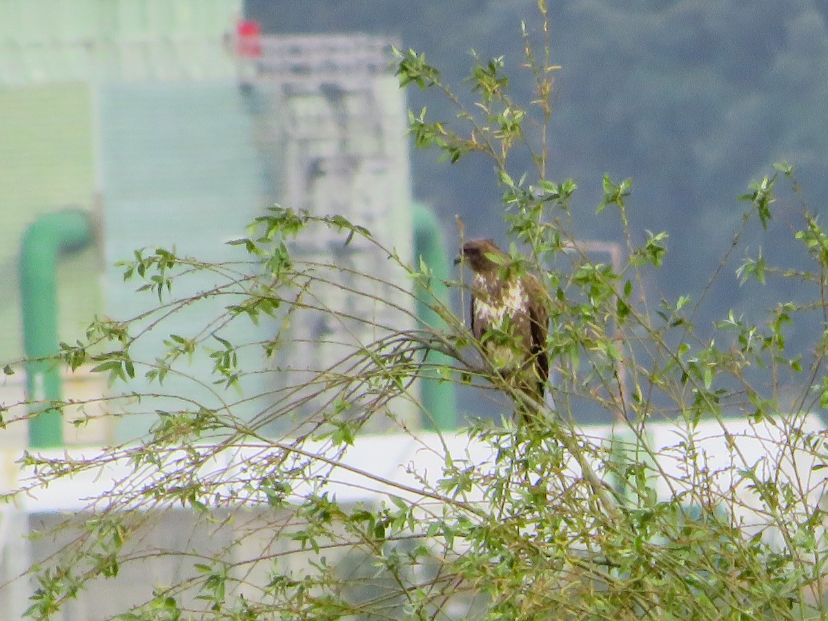 Common Buzzard - ML619126800