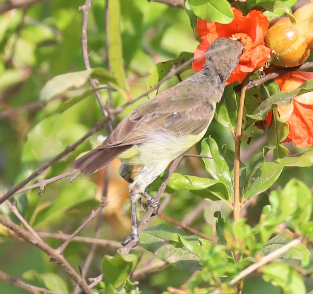 Common Tailorbird - Gautham Mohan