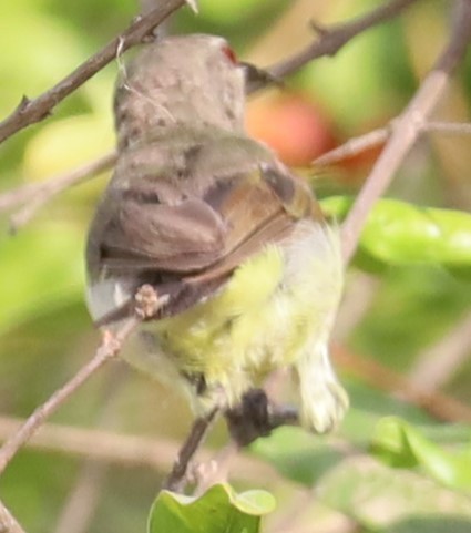 Common Tailorbird - Gautham Mohan