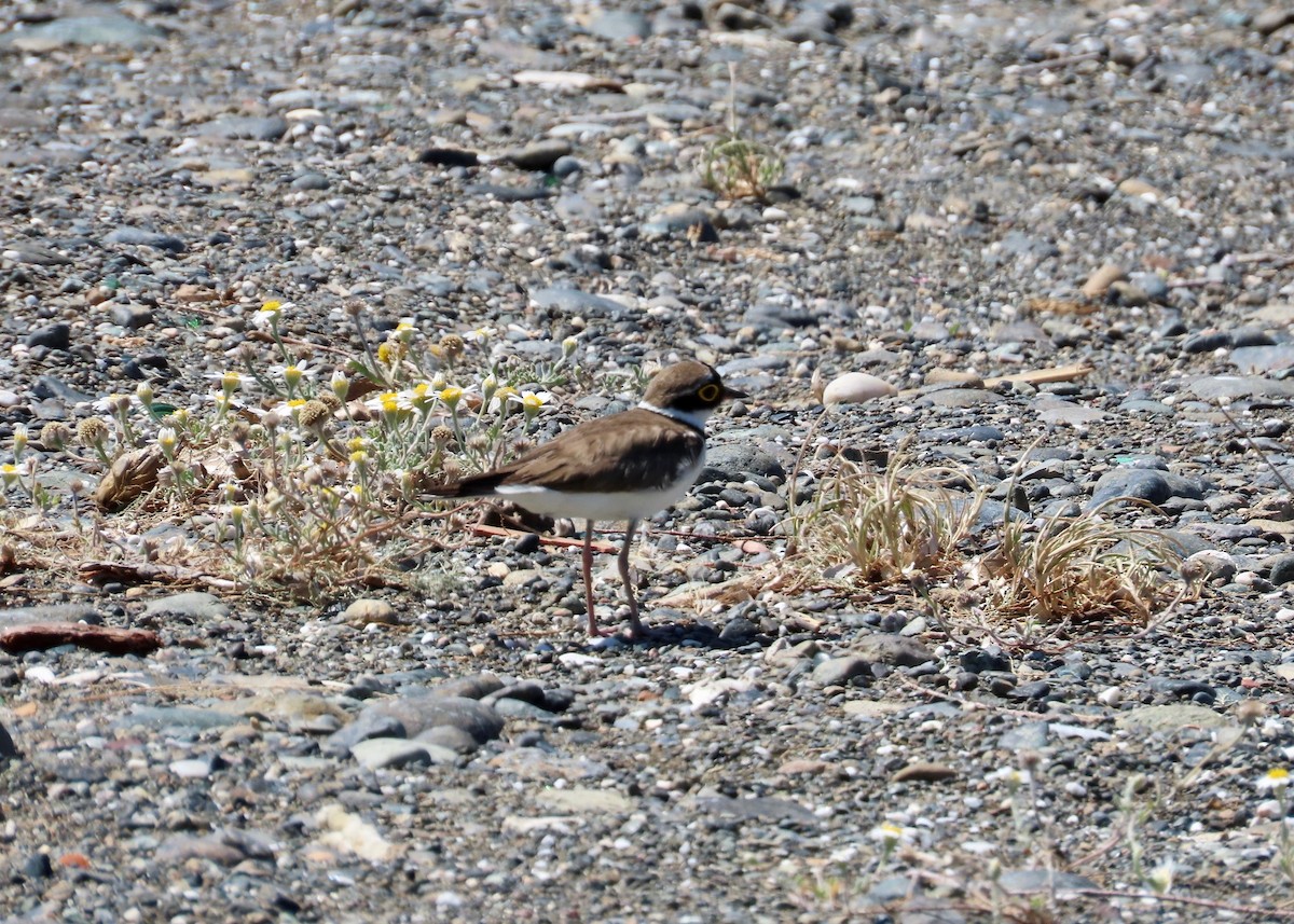 Little Ringed Plover - ML619126841