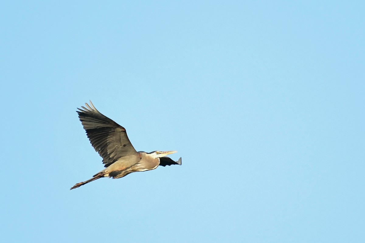 Great Blue Heron - Cristine Van Dyke