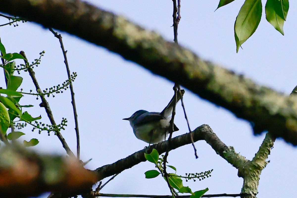 Blue-gray Gnatcatcher - ML619126848