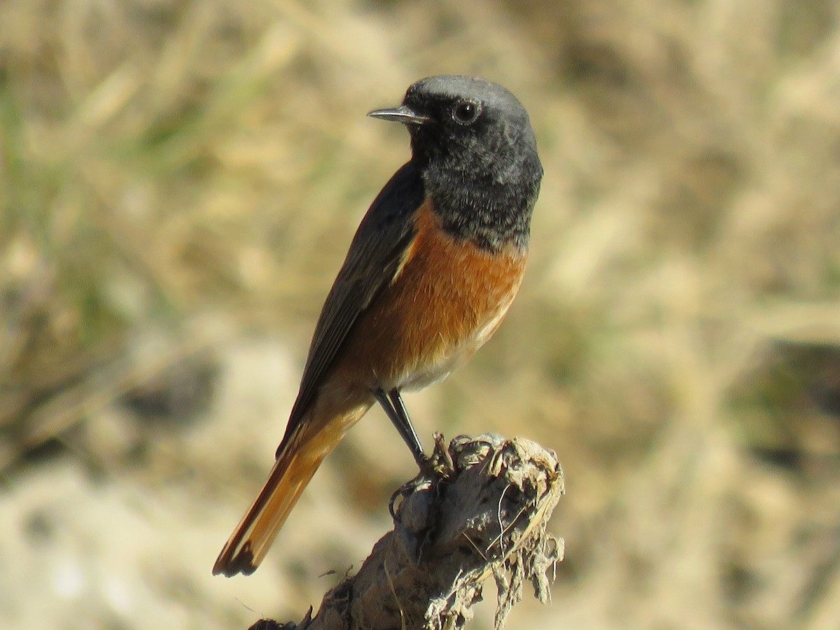 Black Redstart (Eastern) - Stephen Taylor