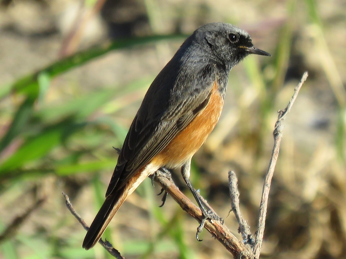 Black Redstart (Eastern) - ML619126851