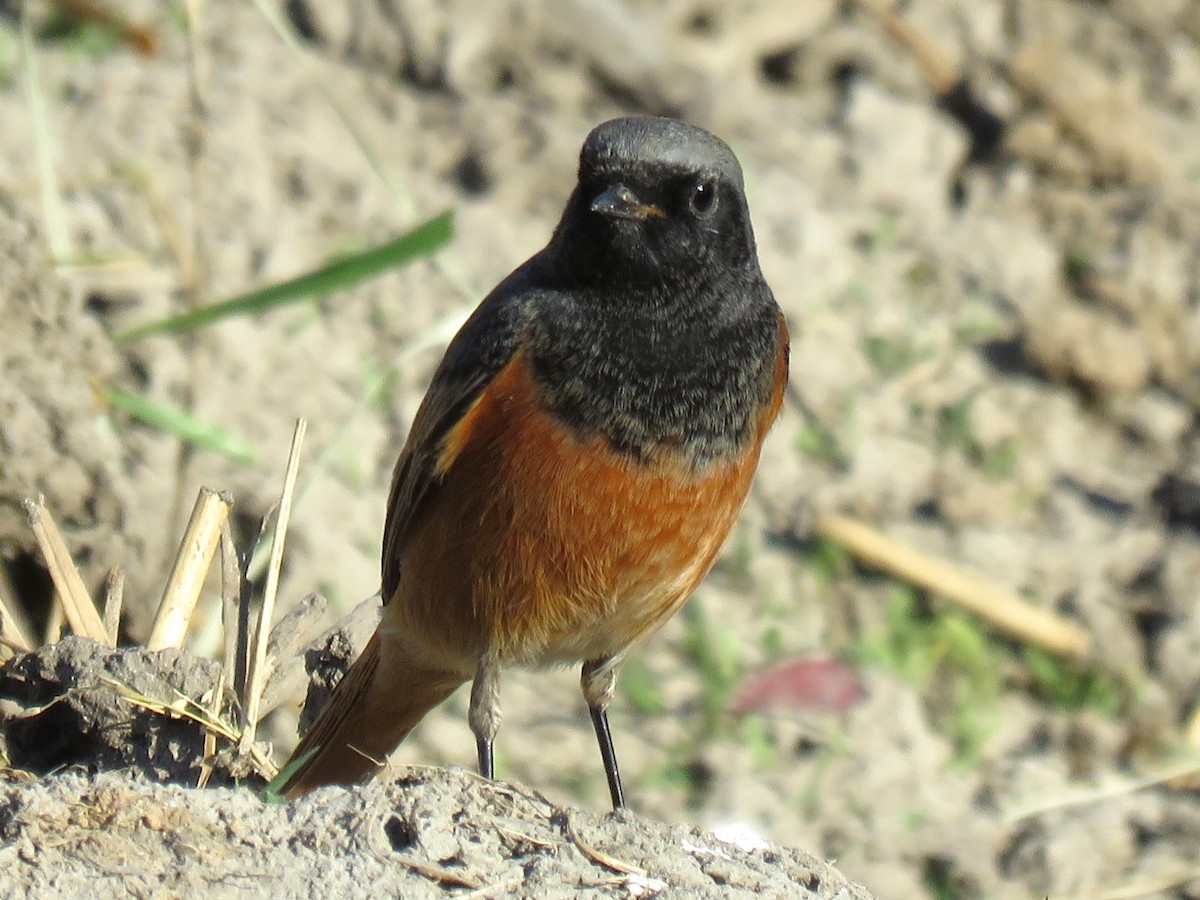 Black Redstart (Eastern) - ML619126852