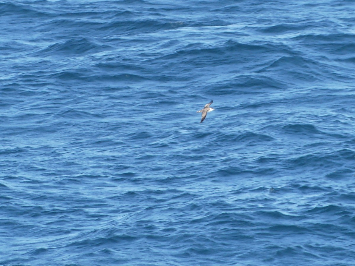 Kappensturmtaucher - ML619126870