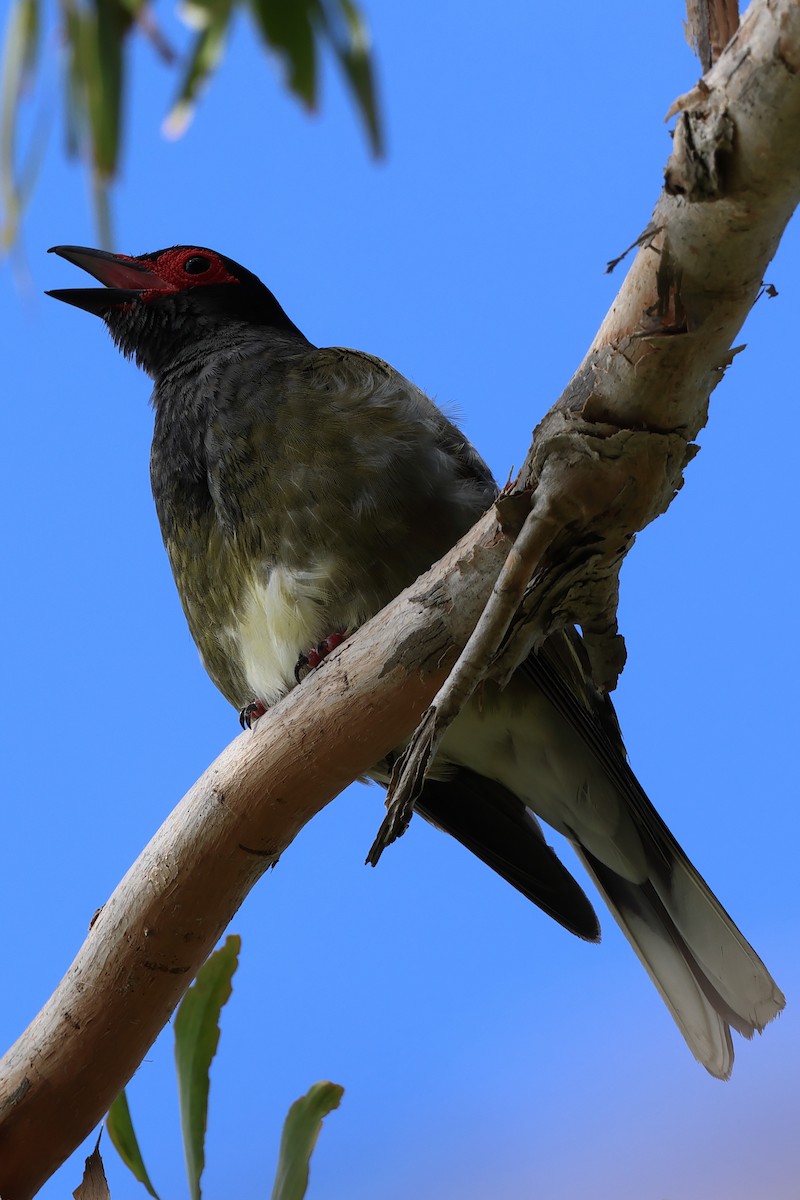 Australasian Figbird - Charles Allan