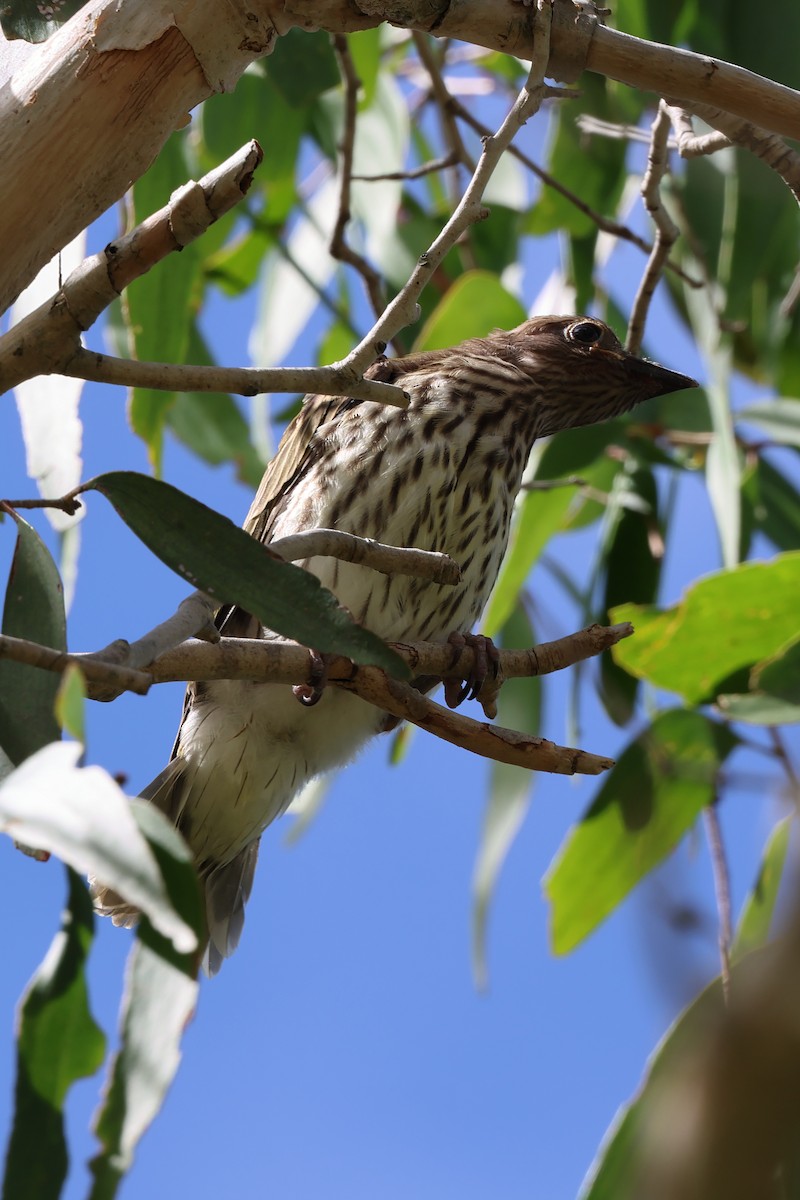 Australasian Figbird - Charles Allan