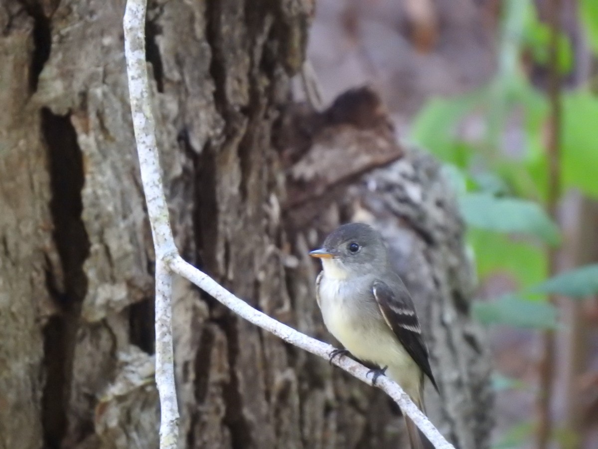 Eastern Wood-Pewee - ML619126884