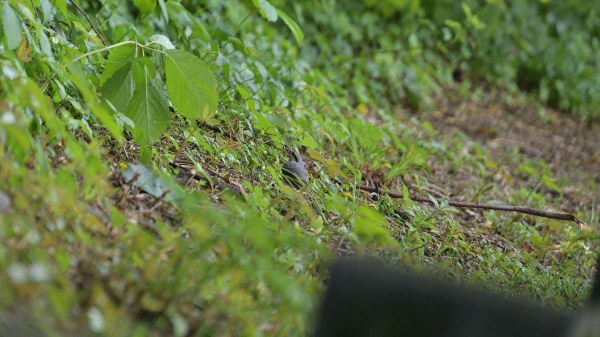 Eurasian Nuthatch - Roberto Lupi