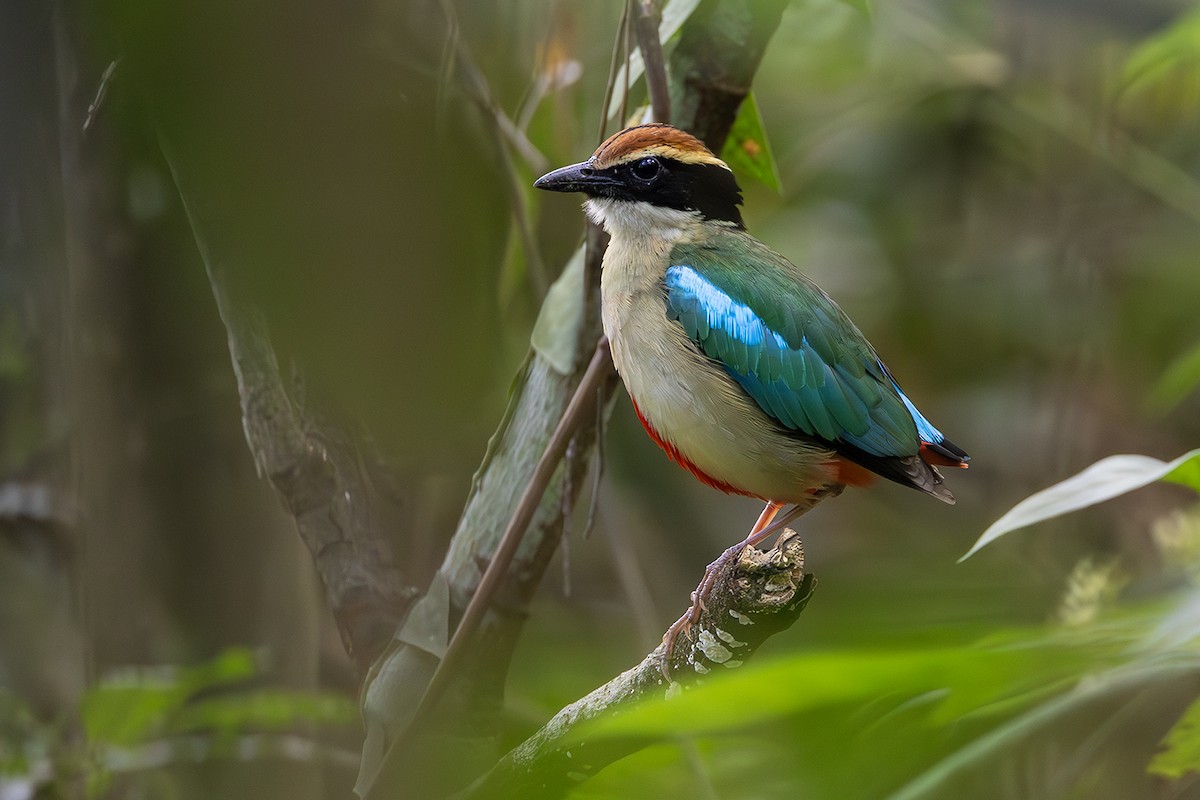 Fairy Pitta - Matthew Kwan