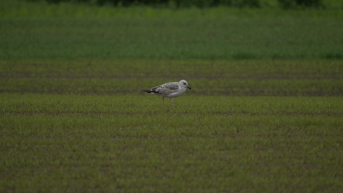 Larus sp. - Roberto Lupi