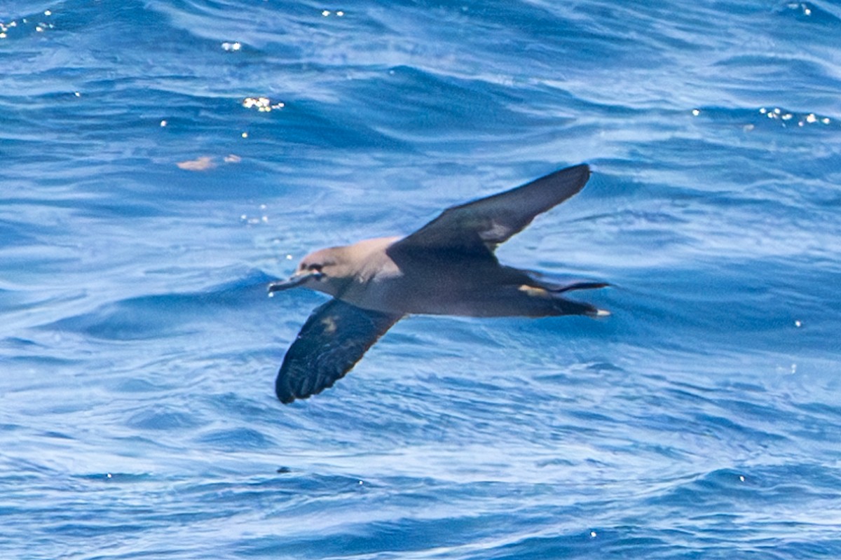 Sooty Shearwater - ML619126940