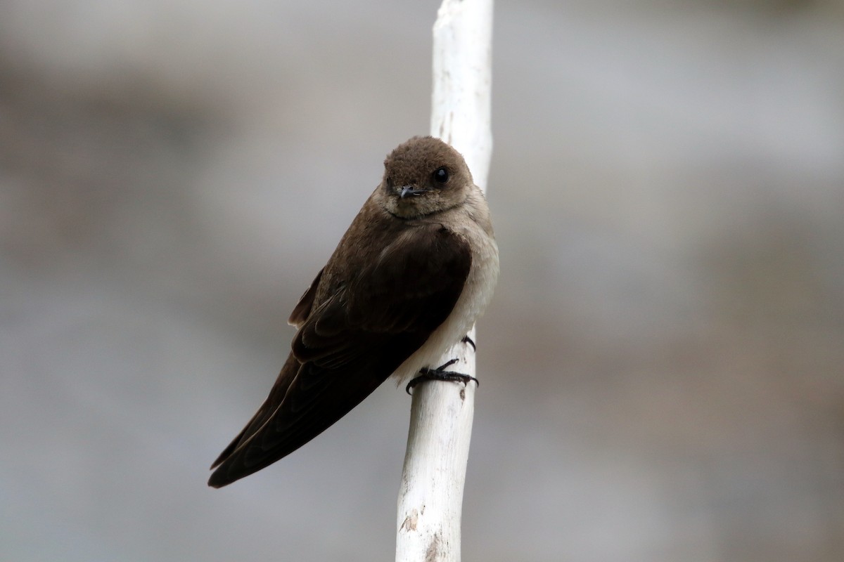Northern Rough-winged Swallow - ML619126944