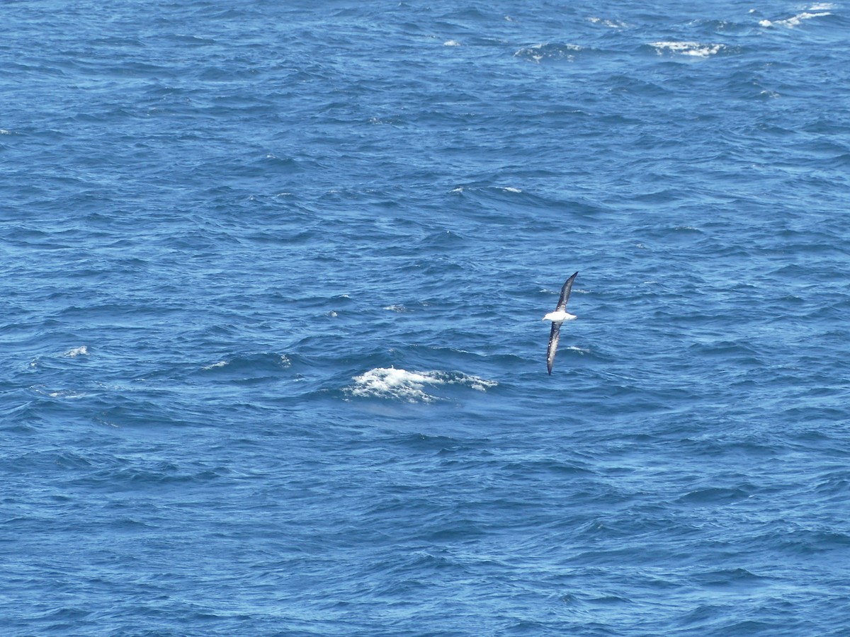 Schwarzflügelalbatros - ML619126965