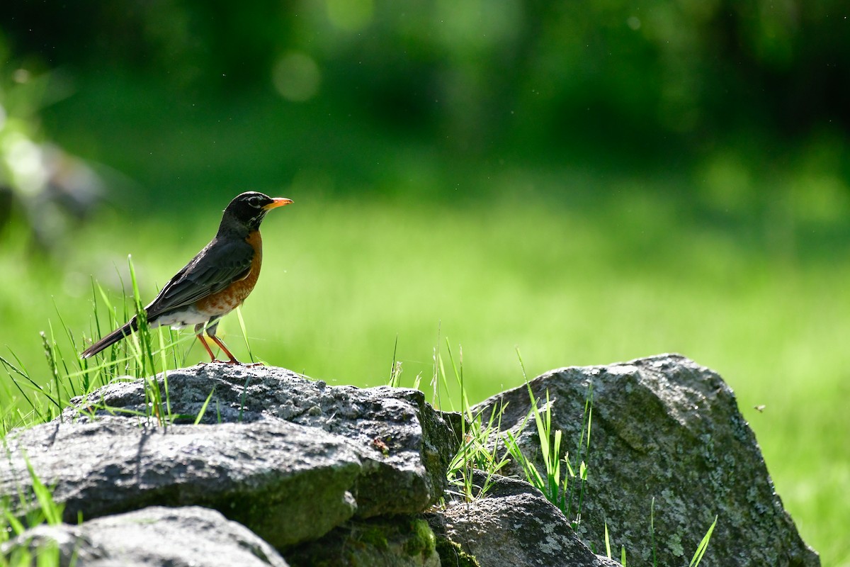 American Robin - Cristine Van Dyke