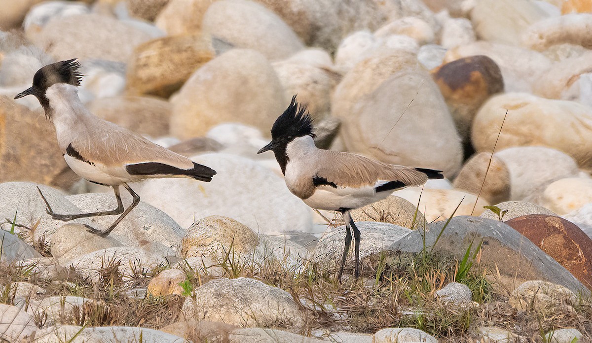 River Lapwing - James Moore (Maryland)