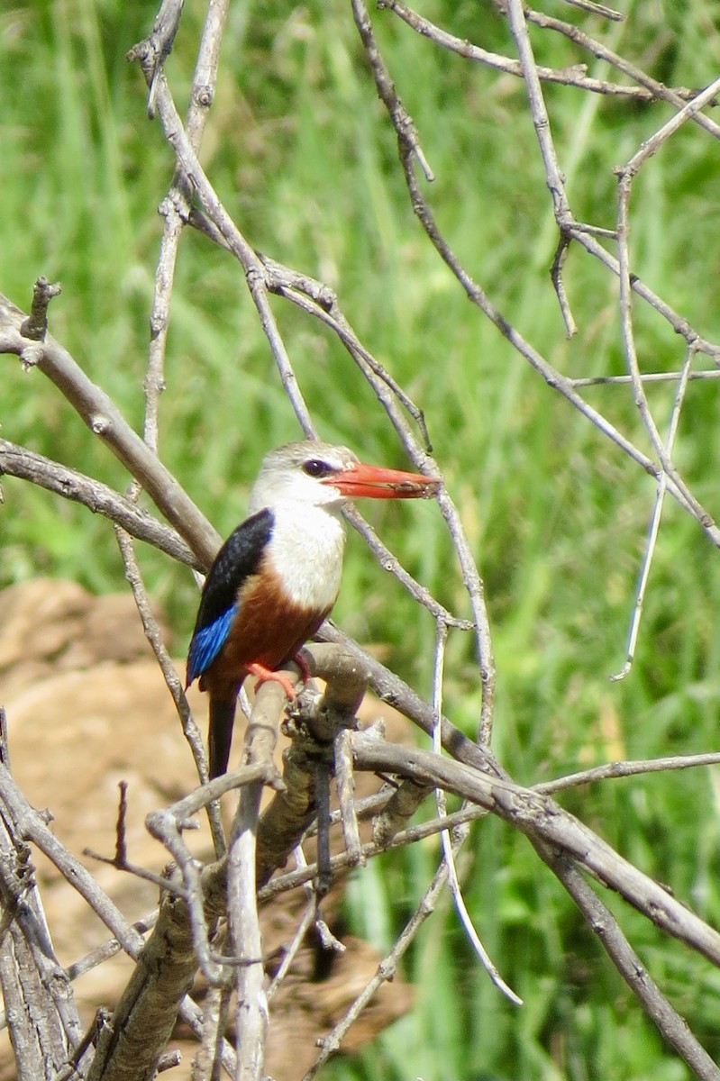 Gray-headed Kingfisher - ML619126986