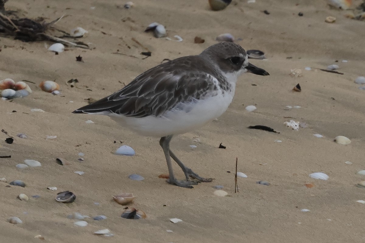 Red-breasted Dotterel - Fabio Olmos