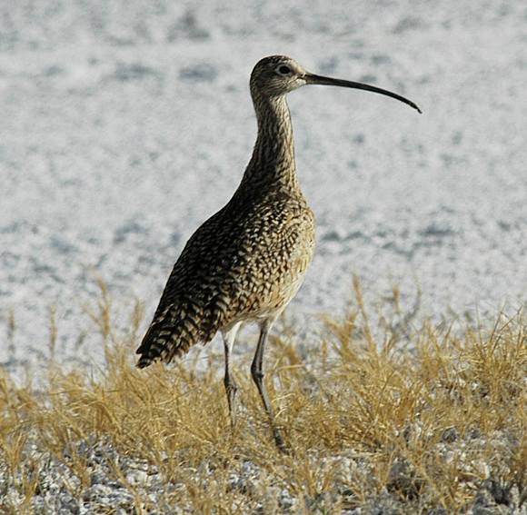 Long-billed Curlew - ML619127015