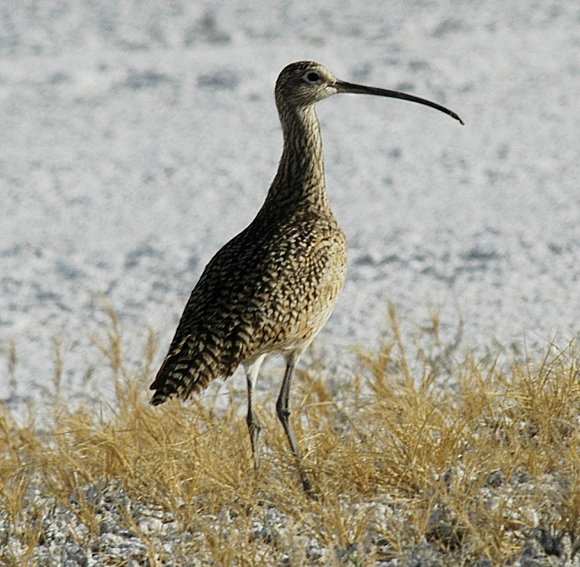 Long-billed Curlew - johnny powell