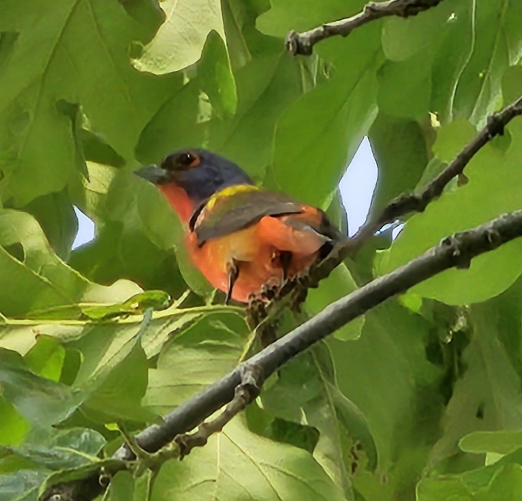 Painted Bunting - K Keith