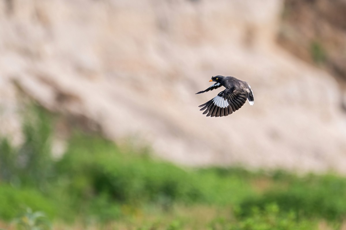 Jungle Myna - Deepak Budhathoki 🦉