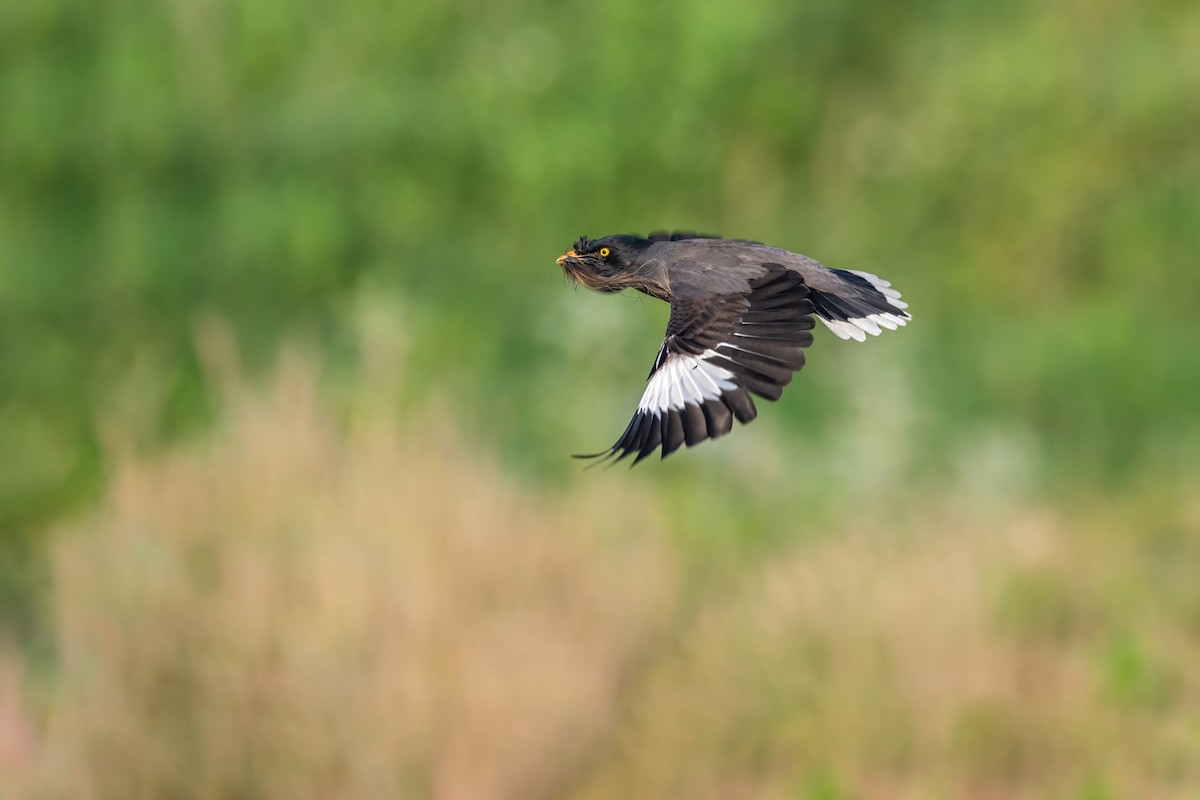 Jungle Myna - Deepak Budhathoki 🦉